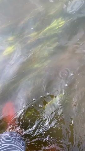 The video shows a first-person perspective of someone wading through shallow, clear water. The water is filled with green aquatic plants. The person's feet, wearing striped socks and dark pants, are visible as they move through the water, creating ripples and disturbing the plants. The lighting suggests it is daytime.