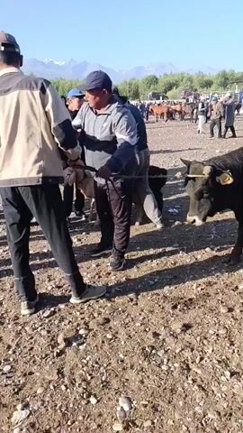 This video appears to be filmed at an outdoor market, possibly a livestock market, on a sunny day. In the foreground, a black cow is being handled by several people. The cow has yellow tags in its ears and is attached to a rope. Two men, one wearing a grey jacket and a cap and another wearing a black jacket, are holding the rope and appear to be negotiating or preparing to move the animal. Other people are visible in the background, as well as several other animals, including horses and what appear to be sheep or goats, suggesting a diverse range of livestock. In the distance, there are mountains under a clear blue sky. The ground is covered in gravel and dirt.