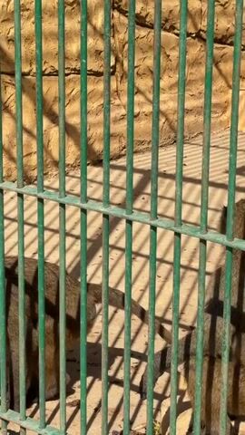The video shows a close-up view of a zoo enclosure through green metal bars. Inside the enclosure, several baboons are visible. One baboon is sitting with its back to the camera, facing a rocky, sandy enclosure wall. Another baboon is seen from the side, looking towards the camera with its pink nose visible. A third baboon's head is visible in the background, and a fourth baboon's face is partially visible between the bars. The lighting suggests it is daytime, with shadows cast by the bars on the enclosure wall and the ground.
