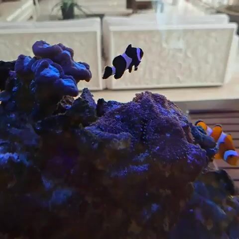 A black and white fish swims above a rock structure in an aquarium, while an orange and white fish swims near the bottom right of the frame.