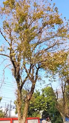 A low-angle shot looks up at the branches of a tree with yellowing leaves against a bright blue sky. The tree is in the foreground, and its branches spread across the frame. In the background, a line of parked cars is visible along the side of a road. The cars are of various colors, including gray, white, and black. The road appears to be paved, and there are some buildings and other trees in the distance. The overall scene suggests a sunny day. The image is oriented vertically, with the top of the tree appearing on the left side of the frame. The time of day appears to be daytime, likely morning or afternoon, given the bright sunlight. There are no people visible in the image, but the presence of parked cars indicates a populated area. The setting appears to be an urban or suburban environment with trees lining the street. There is no visible text in the image.