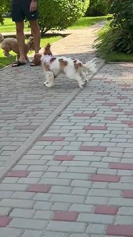 A person stands on a paved path in a park or garden. A dog runs alongside the path. The person is wearing dark shorts and a white t-shirt. The dog is light brown and white. There are bushes and trees in the background. The path is made of interlocking pavers in red and gray.