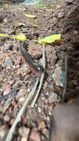 The video shows a millipede crawling on the ground. The ground is composed of dirt, small rocks, and fallen leaves. The millipede is dark in color with reddish legs. The camera is positioned close to the ground, providing a low-angle view of the millipede and its surroundings. The lighting appears to be natural, possibly from an outdoor environment. The millipede moves slowly across the uneven terrain, with its segmented body undulating as it progresses.