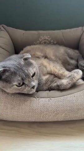 A grey and tan cat with folded ears is resting in a cat bed. The cat is looking to the left with its eyes open. The cat bed is made of a textured beige fabric and has some embroidered designs on it. The background is blurry, showing a green wall and a light-colored surface below the bed. The camera is focused on the cat's face.