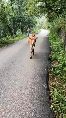 A brown calf walks down a paved road flanked by lush green foliage on either side. In the distance, a person walks away from the camera. The calf is the primary focus and appears to be walking towards the camera. The road curves to the right in the background.