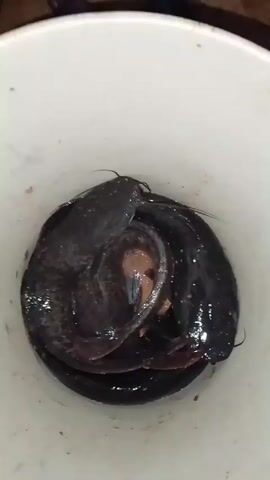 A top-down shot shows three black catfish lying in a white bucket. The fish are intertwined and their bodies appear wet and shiny. The bucket is plain, with no visible markings or features other than its white color.