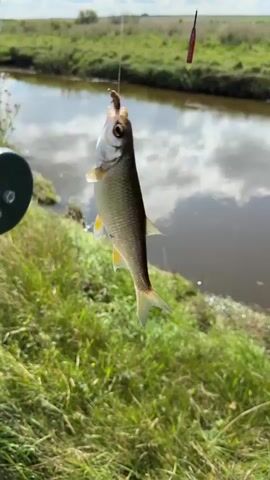 The video shows a small fish hanging from a fishing line, with a fishing reel visible on the left. The fish is positioned vertically, with its head facing upwards and its tail downwards. The background consists of a body of water, green grass, and a cloudy sky. The scene appears to be a natural outdoor environment, likely a riverbank or lakeside. The fish is caught on a hook, and a small piece of bait can be seen attached to it. The fish's mouth is open, and its fins are slightly spread out. The overall impression is of a successful fishing attempt.