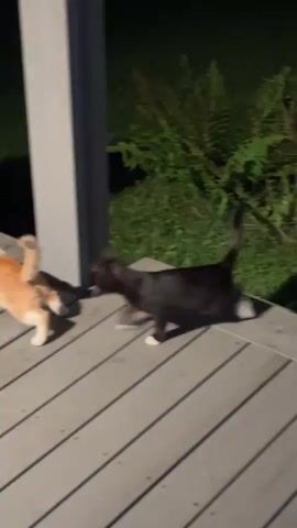 The video shows a nighttime scene outdoors, likely on a deck or porch. In the foreground, a gray wooden deck is visible. There are at least three cats present. One cat, predominantly black with white paws and chest, is moving across the deck. Another cat, orange and white, is partially visible on the left side of the frame, also on the deck. A third cat, calico or tortoiseshell patterned, is sitting in the grass to the right of the deck, looking to the left. In the background, there are dark green ferns and grass, with shadows cast from what appears to be artificial lighting. The overall impression is of domestic cats exploring their environment at night.