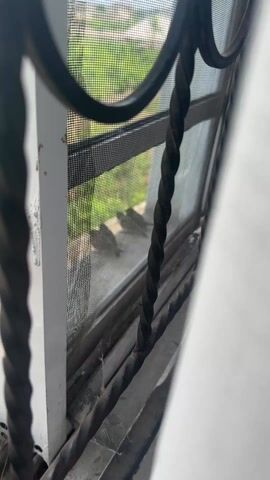 The video shows two birds on a window sill behind a screen. The view is partially obstructed by an ornate black metal bar that is part of the window’s security feature. The background shows a green lawn or grassy area outside. The window frame is white.