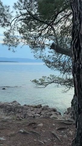 This is a still image that appears to be a frame from a video. The scene depicts a serene coastal landscape at dusk, likely in Sveti Vid-Miholjice, Croatia. The camera is positioned on a rocky outcrop, looking out over a calm, expansive body of water. In the foreground, there is a prominent, uniquely shaped tree stump that has split into two distinct sections, resembling a heart or a V-shape. The stump is weathered and rough, with visible roots extending into the dry, earthy ground.

Beyond the stump, the water stretches towards a distant shoreline, where faint outlines of land and hills can be seen. The sky above is a soft blend of blue and pale pink, indicative of twilight. Wispy clouds drift across the horizon, catching the fading light. Several pine branches, silhouetted against the sky, frame the upper portion of the image, adding a natural, organic element to the composition. The overall mood is tranquil and peaceful, suggesting a moment of quiet contemplation amidst nature. There are no people visible in the frame. The light suggests it is either sunrise or sunset.
