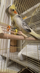 Tabby cat, a cockatiel, and crickets at a Partenit home