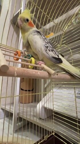 Tabby cat, a cockatiel, and crickets at a Partenit home