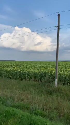 This is a landscape video with a focus on a vast field of sunflowers. The sky is blue with scattered white clouds, one large cumulus cloud dominating the upper center of the frame. Power lines are visible stretched across the sky. In the foreground, there is a strip of green grass and vegetation. Behind the grass, a dense field of green sunflowers stretches to the horizon. The sunflowers are mostly facing forward or to the side, suggesting they are either immature or have already bloomed and are facing away from the sun. The overall scene depicts a rural agricultural landscape under a partly cloudy sky.
