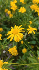 Spring flower blooms documented across Da Lat's gardens and streets