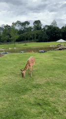 Sika deer graze and wade in Guilin park setting