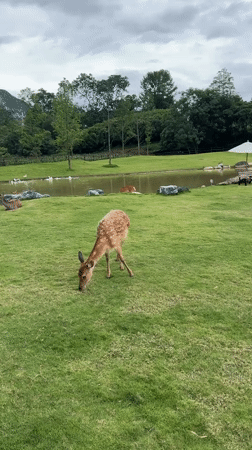 Sika deer graze and wade in Guilin park setting