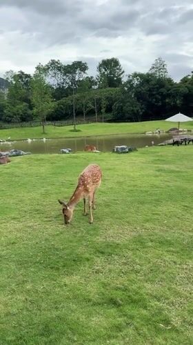 Sika deer graze and wade in Guilin park setting