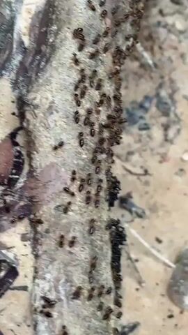 The video shows a close-up view of a large group of ants moving along a piece of wood or bark. The ants are dark brown or black and appear to be marching in a single file line. The wood or bark is rough and textured, with some leaves and other debris scattered around. The lighting is natural and the focus is on the ants and their movement. The video is shaky, suggesting it was hand-held.