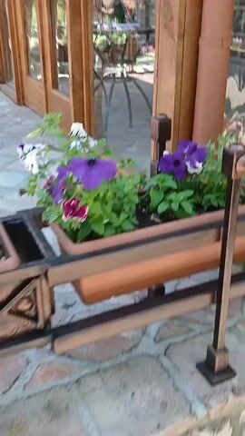 The media file shows an outdoor scene with people and flowers. In the foreground, there is a planter filled with vibrant purple and white petunias, some of which have dark purple markings. The planter is made of a brown material with decorative metalwork and sits on a metal stand. The ground is paved with irregularly shaped stones.

In the middle ground, more planters filled with flowers, including pink petunias, are arranged along a walkway. A person is visible in the background, standing and looking towards the flowers. The setting appears to be a garden or courtyard, possibly part of a public space or estate, given the organized arrangement of planters and the paved walkway. The lighting suggests it is daytime, with sunlight casting shadows.

The overall mood is peaceful and highlights the beauty of the flowers and the outdoor environment. The scene is likely set in a warm season, as indicated by the blooming flowers. The location is Tsinandali, Georgia.