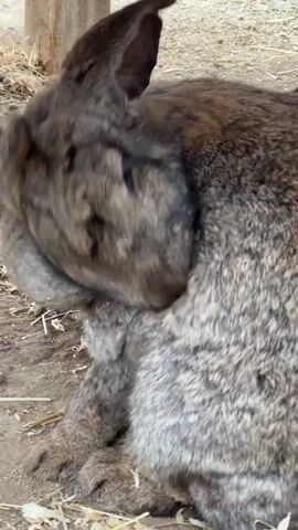 Here's a description of the video:

The video shows a large, gray rabbit grooming itself outdoors. The rabbit is sitting on the ground, which appears to be a mix of dirt and some straw. The rabbit has dark ears and eyes. In the background, there is a wooden post and some indistinct debris. A child's voice can be heard in the background.