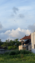 Birds observed in cloudy skies over Sukawati, Indonesia