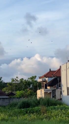 Birds observed in cloudy skies over Sukawati, Indonesia