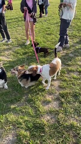 A group of dogs are interacting in a grassy park area. There are several people present, some standing and observing. Two corgis are interacting closely, one with a pink collar, and another dog, possibly a beagle mix, is also nearby. A dachshund on a purple harness is further in the background. The ground is covered in green grass with some patches of dirt. Sunlight is casting shadows, indicating it is daytime. The overall scene depicts a social gathering of dogs and their owners.
