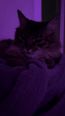 Tabby cat chills in a purple-lit gaming room in Belarus