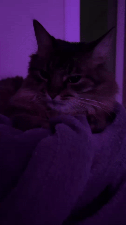 Tabby cat chills in a purple-lit gaming room in Belarus