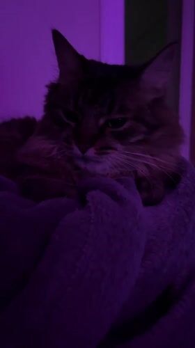 Tabby cat chills in a purple-lit gaming room in Belarus
