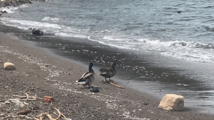 Two ducks spotted on black sand beach in Fethiye