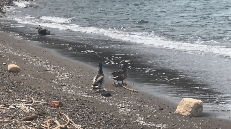 Two ducks spotted on black sand beach in Fethiye