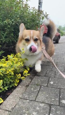 The video shows a corgi on a leash walking on a cobblestone path. The corgi has a tan, white, and black coat. The leash is beige. There is greenery on the side of the path and a brown fence in the background. A car is visible in the beginning of the video. The camera moves along with the dog.
