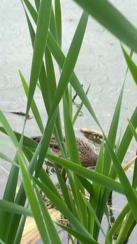 Two ducks swim in the water near tall green reeds. The water is gray and appears to be raining, with ripples visible on the surface. There are a few sticks or branches in the water. The focus is on the ducks and the reeds.