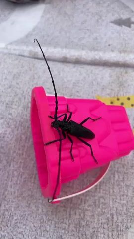 A close-up, slightly shaky video shows a large black beetle with very long antennae perched on a bright pink, hexagonal object. The beetle is positioned on top of the object, facing to the left. Its long antennae extend upwards and curve over the top of the object. The pink object appears to be a toy or a tool, possibly with a handle or attachment extending to the right, decorated with a yellow and black pattern. The background is a soft, textured surface, possibly fabric or a rug, with a light grey and white pattern of curved lines. The lighting is natural and seems to be coming from above and slightly to the left, casting faint shadows. The video consists of very short, repeated clips, suggesting it might be a loop or a glitch in the recording. No people are clearly visible, though a small part of what might be a foot or hand is visible at the top left of the frame in the first few seconds. The audio is predominantly static and what sounds like a person speaking very briefly at the beginning, possibly saying "Do you want kefir?" in Russian, and then a child's giggle.