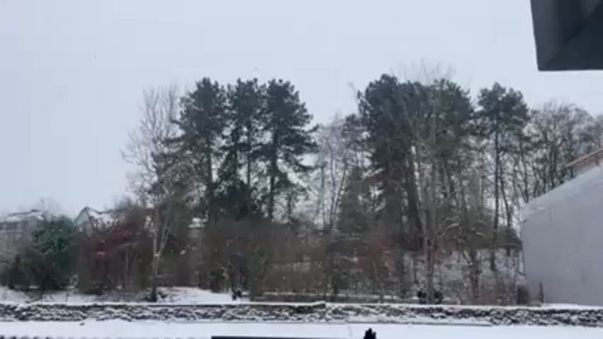 The video depicts a snowy scene with trees in the background. A row of trees stands between a snow-covered ground and buildings in the distance. Snowflakes are falling from a grey sky. Part of a building is visible in the foreground.