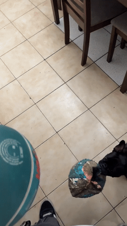 Early morning playtime with French bulldog in Arica, Chile