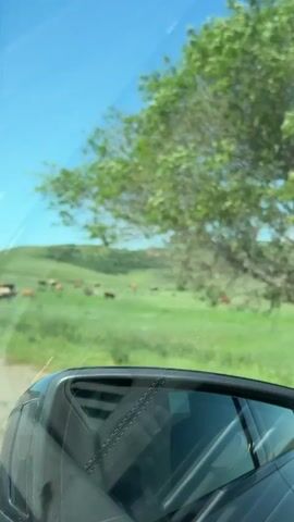 A video shot from inside a moving vehicle shows a herd of cows grazing in a vast, green, rolling meadow under a clear blue sky. The side mirror of the car is visible in the foreground, reflecting the sky and a portion of the car's interior. In the distance, more hills and a few scattered trees are visible. The cows, of various brown and white colors, are spread out across the field, some grazing, some standing, and one lying down. The car appears to be traveling on a dirt or gravel road.