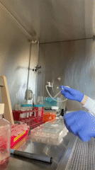 Lab researcher conducts experiments in Haifa biological safety cabinet