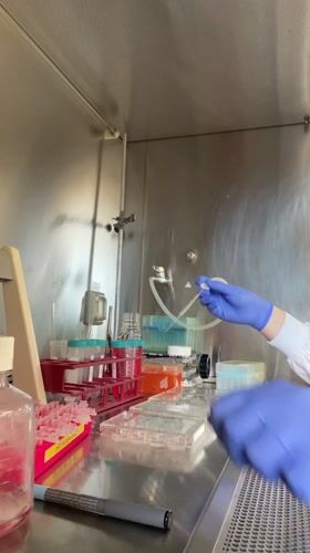 Lab researcher conducts experiments in Haifa biological safety cabinet