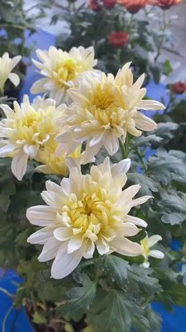 A medium shot video shows a cluster of white and yellow chrysanthemums in bloom. The flowers have numerous petals that radiate outwards from a central yellow core. Some of the petals are tipped with white, while others are a pale yellow. The flowers are set against a backdrop of green leaves and blurry red flowers in the distance. The overall impression is one of natural beauty and serenity.