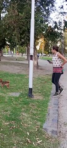 A woman is walking a small dog on a leash in a park. The woman is holding a cell phone and looking at it. She is wearing a white and pink sleeveless top, black pants, and dark sneakers. The dog is brown and is sniffing the grass. The park has green grass, trees, light posts, and a paved walkway. There are people sitting on benches in the background.