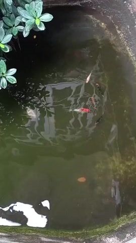 The video shows a pond with several koi fish swimming. The water is green and murky, with some algae visible on the sides of the pond. There are green plants growing around the edge of the pond. The fish are of various colors, including white, orange, and black. They are swimming around and interacting with each other.