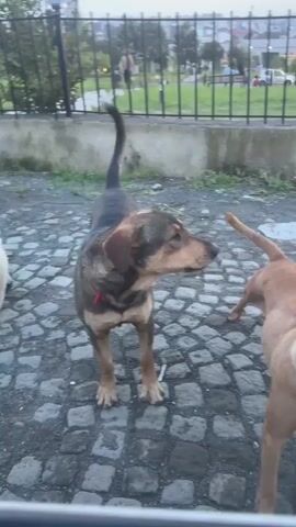 The video shows three dogs on a cobblestone pathway. One dog, primarily brown and black with a red collar, is in the center, facing right and interacting with another light brown dog that is partially visible on the right side of the frame. A third light brown dog is visible on the left side of the frame, facing left. Behind the dogs is a low concrete wall and a black metal fence. Beyond the fence is a park area with grass, trees, and people. The sky is overcast, suggesting late afternoon or early evening.