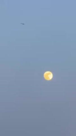 The video shows the moon in the sky. The moon is full and yellow in color. The sky is a light blue color. There is a bird flying in the sky in the upper-left.