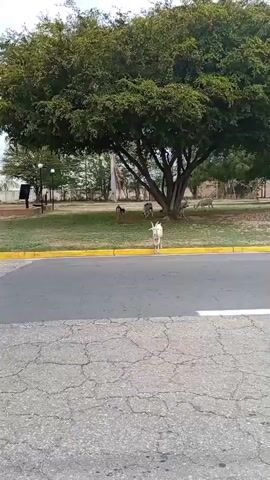 The video shows a small group of goats in a grassy area next to a road. The road is cracked asphalt with a yellow curb. A white goat with horns is walking toward the camera, across the road. Behind the goat, in the grassy area, are other goats, some near a large tree. In the background, there are buildings, trees, and a person walking.