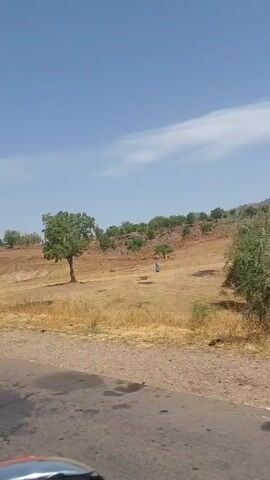 The video shows a rural, open landscape with dry, golden-brown vegetation and scattered trees under a blue sky with a few light clouds. The perspective is from a moving vehicle on a paved road. As the vehicle drives, a person wearing a blue garment is seen walking across the field towards a pile of sticks, which they then pick up. The vehicle continues moving, and the person is no longer visible. The terrain gradually rises towards the horizon, where more trees are sparsely distributed.