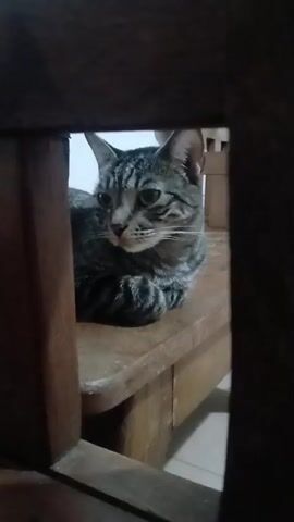 A grey tabby cat with black stripes lies on a wooden bench, partially obscured by dark wooden frames. The cat is looking to the left with its paws crossed. The background is blurry, but appears to be an indoor setting.