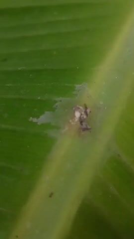 The video is a close-up, shaky shot of a green leaf, possibly a banana leaf, with a section of damage and debris. The damage appears as a whitish, somewhat sticky residue with small dark particles embedded within it. Several tiny black ants are visible on and around the damaged area. The leaf has prominent veins running through it. The lighting suggests it is outdoors during the day.