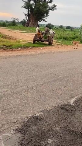 A bullock cart with two people on it is moving along a dirt path next to a paved road. A dog is running ahead of the cart. The scene appears to be in a rural area with fields and trees. The sky is overcast.